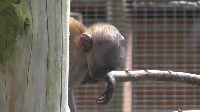 Three Week Old Mountain Monkey Baby