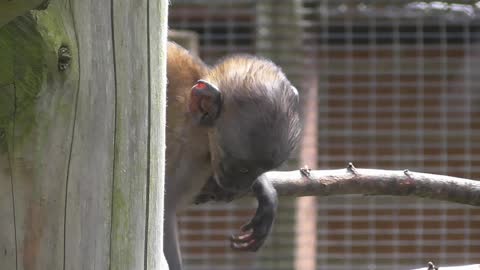 Three Week Old Mountain Monkey Baby