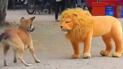 Troll Prank Dog Funny & fake Lion and Fake Tiger Prank