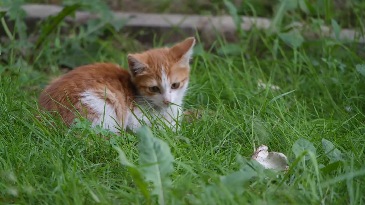 A Pet Kitten Resting and Trying to Catch insect in The Grass