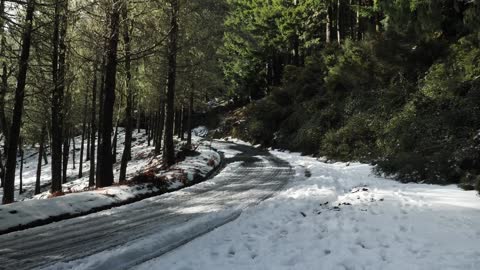 Winter in forest is always Beautiful