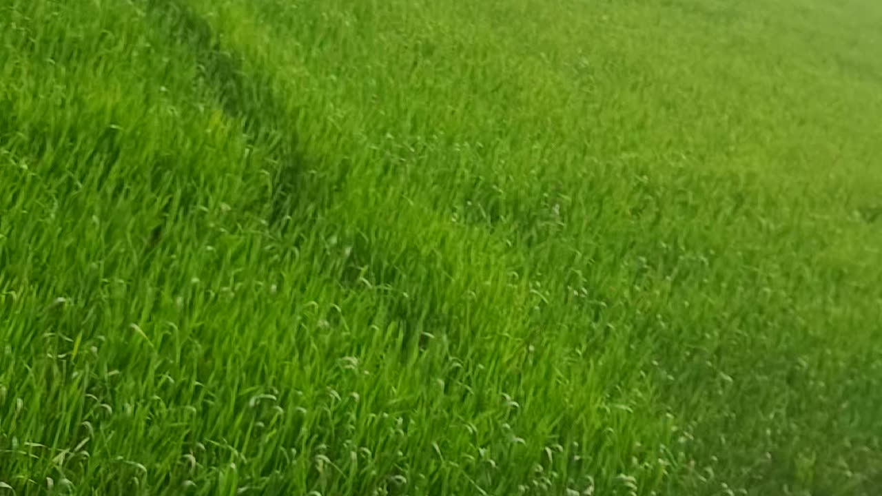 #viral#trending#