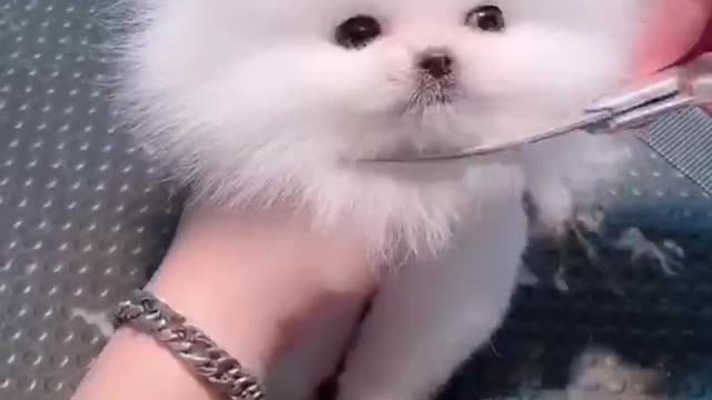 A dog like pulung