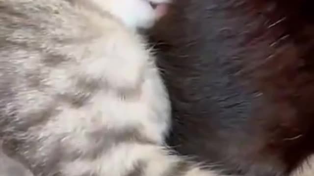 What's the cat's dream?1