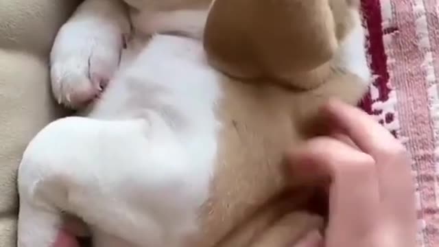 Cute Little Beagle Puppy Playing | So Cute and Adorable