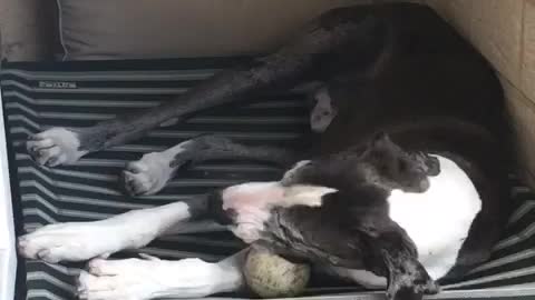 Dog playing with ball