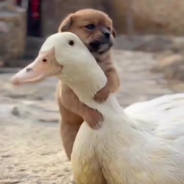 Episode #07 Best Friend's In World Viral Video