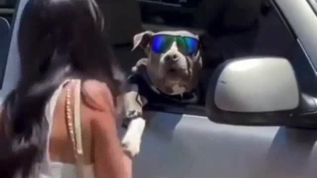 Stylish dog with glasses rides in the car.