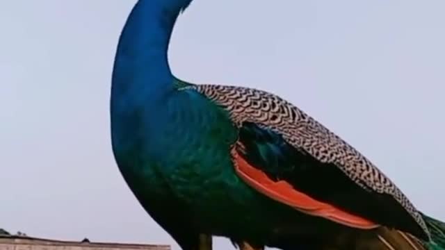 peacock #viral #short peacocki morning