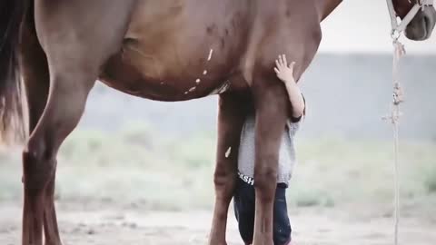 Horse and boy friendship