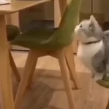 5.Cute Cats 😻😻😿😺😺#shorts #funnycats #animalsshorts