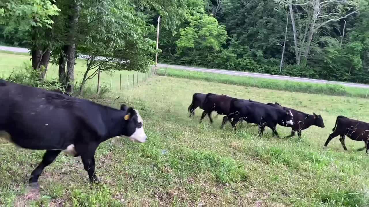 Charlie Gathering and Smelling The Fruits