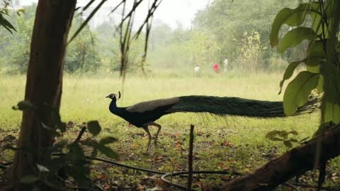 Beautiful Pecock Walking In Park