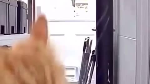 Funny and Cute Cats Videos #390