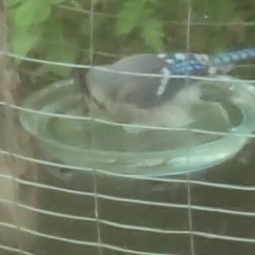 Finally got the blue Jay's to swim