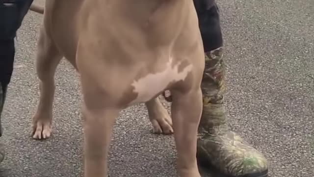 Power of pitbull dogs