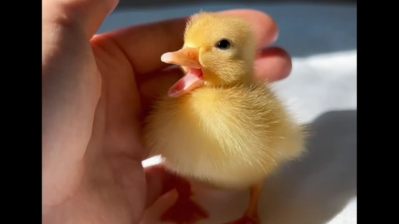 Duckling yawn ❤️🐥