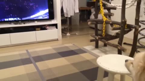 Funniest cats dogs