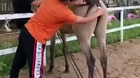 Best wild horses Mare revolutionizing young foals future stallions Horses 55