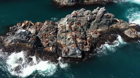 Relaxing music with a background of marine nature