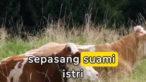 BEDA SAPI BETINA