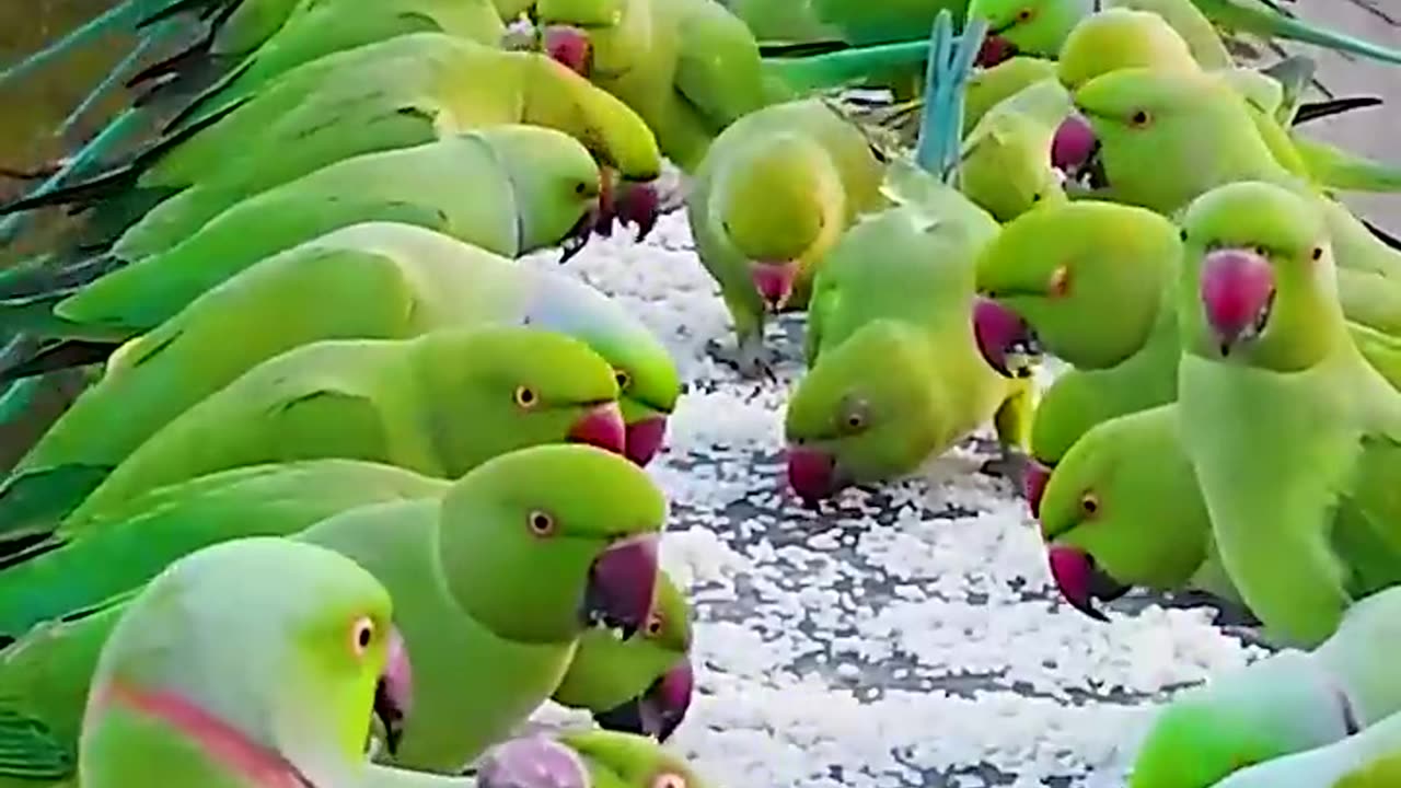 The group of parrot #99