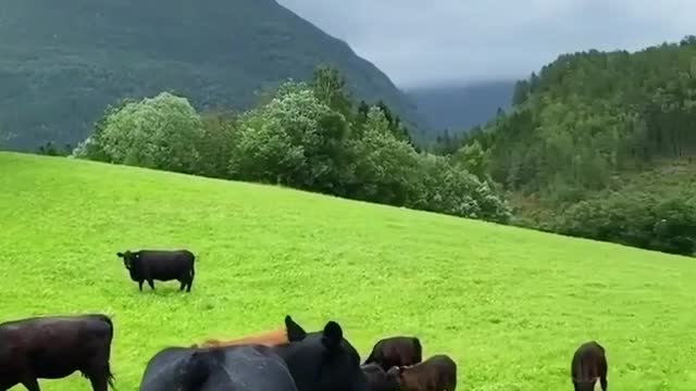 A beautiful view of an animals in a Swiss pasture