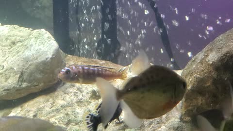 Female Electric Blue Johanni holding eggs