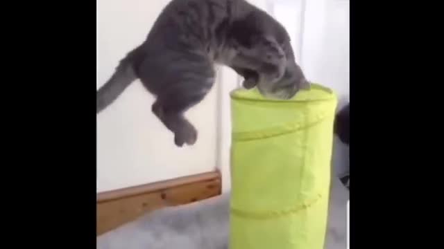 Funniest Cats 😹 - Don't try to hold back Laughter 😂 - Funny Cats Life