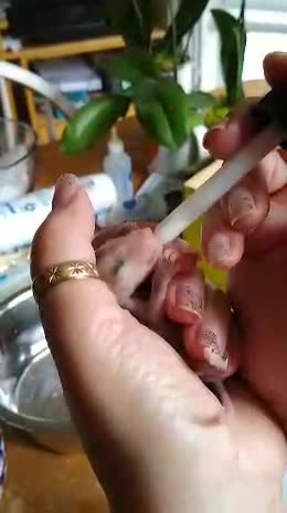 Feeding Infant Opossum