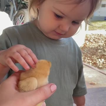 funny|prank|jokes|funny jokes|dad jokes|funny memes|funny video|fun|laughing|funny animal|knock