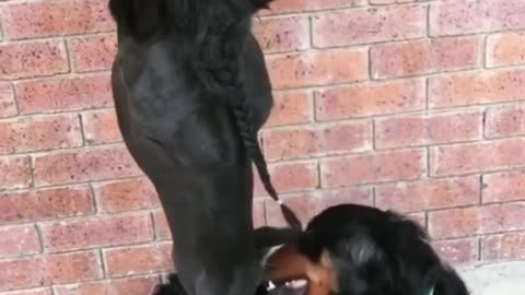 Horse and dog are friends