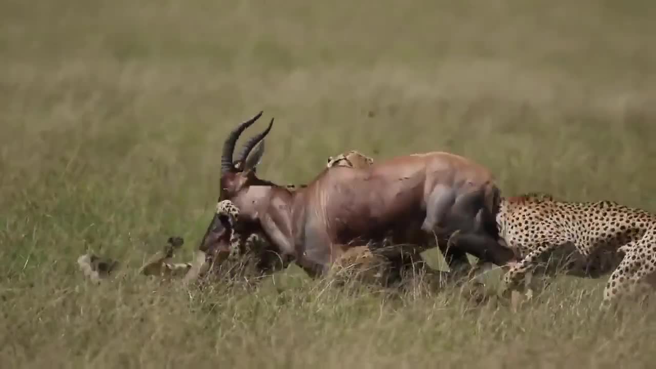 Male cheetahs form groups that hunt together.