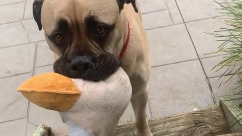 Sad Dog Upset After Destroying Favorite Toy