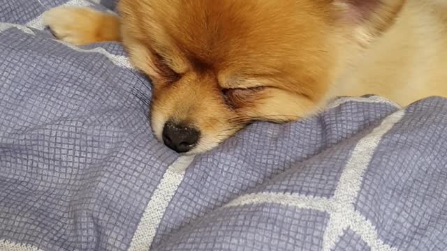 Sleeping pomeranian