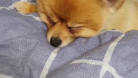 Sleeping pomeranian