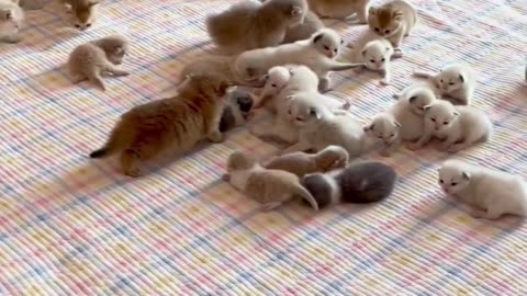 Cute And Funny Cats 😍😍😅😅 #viral #shorts #reels #cat #cats #pets