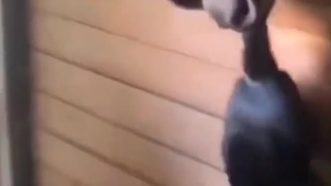 funniest cats and cows
