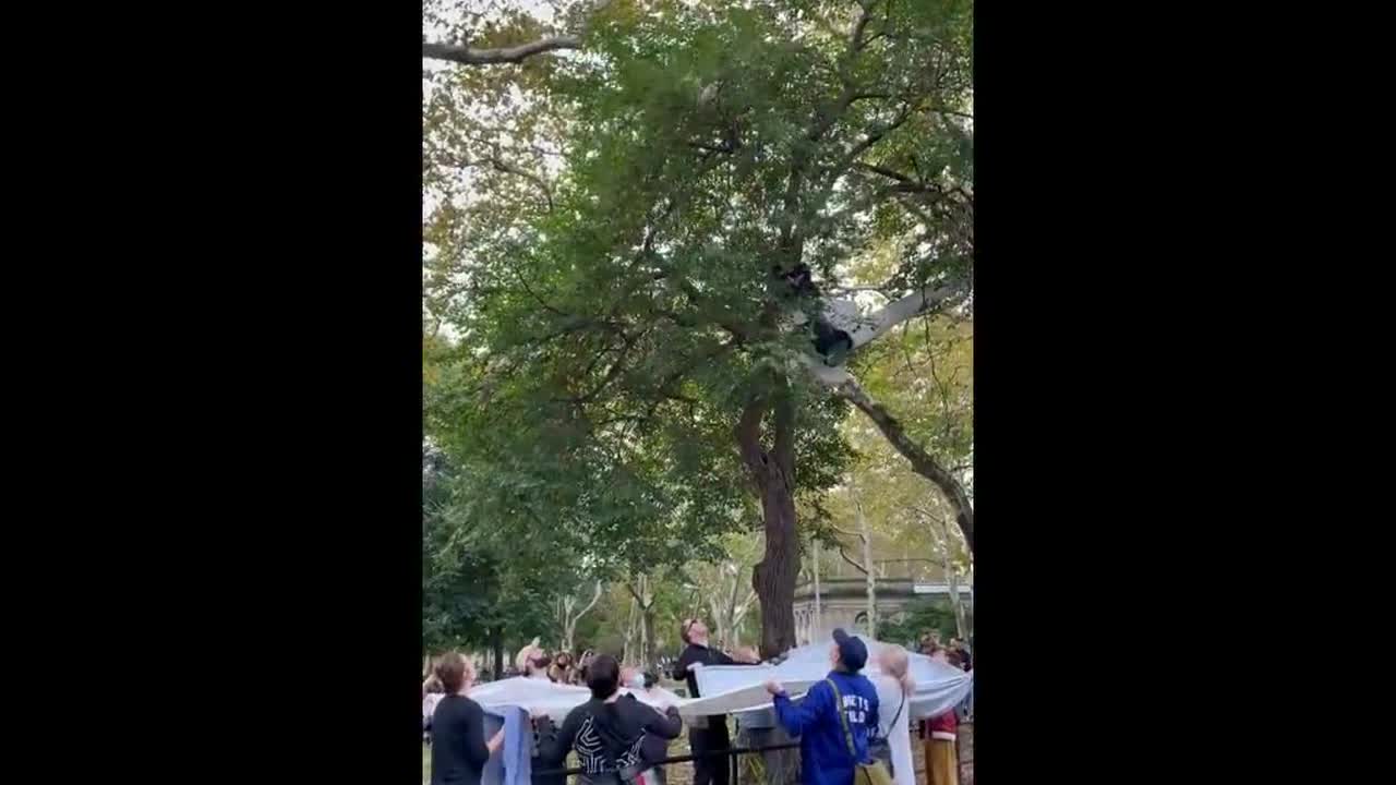 Kind New Yorkers work together to save cat stuck in Brooklyn park tree