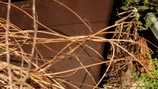 Bluebird & House Wren wrestle over Nest Box