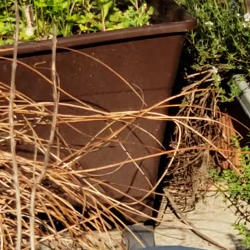 Bluebird & House Wren wrestle over Nest Box