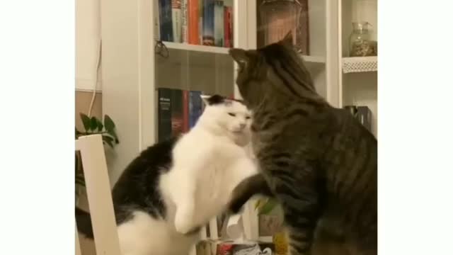 😸😸😸 cats starts to fight for no reason😼😼