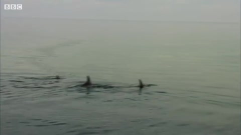 Dolphins Fight Off Shark! | BBC Earth