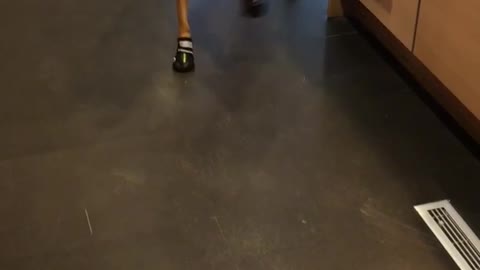 Dog tries on new shoes