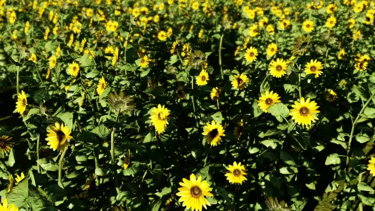 Sunflowers in a sunny day