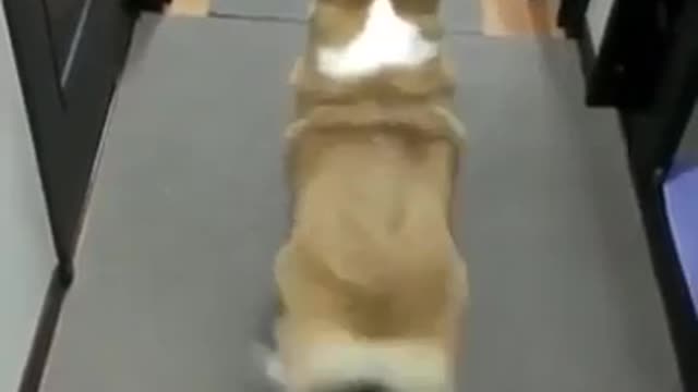 Dancing Corgi ... ( Welsh Corgi / Вельш-корги / 威爾斯柯基犬 )