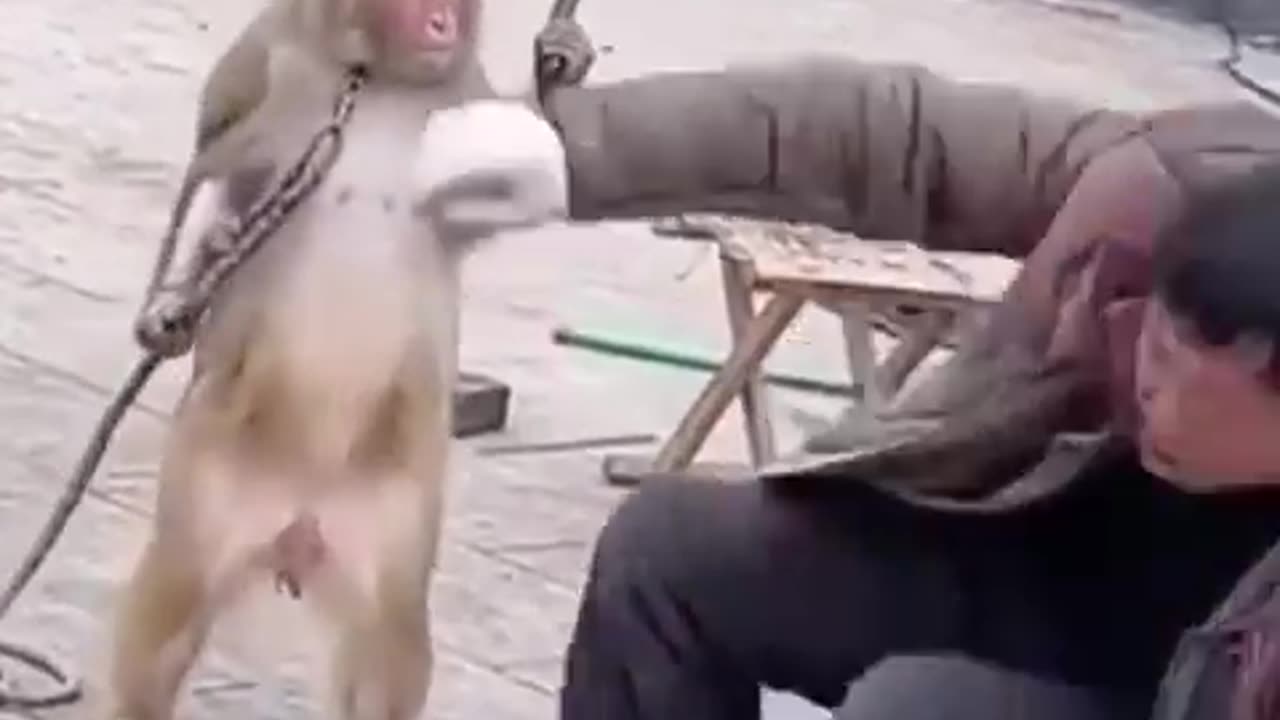 monkey has had enough and swipes at his owner with knife