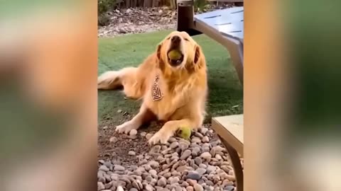 Epic Humor Unleashed: Funniest Cats and Dogs Videos 😁 - Best Funny Animal Videos 2023