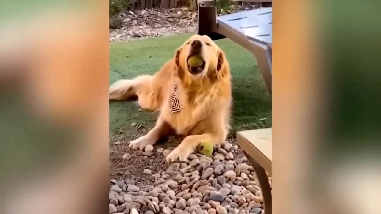 Epic Humor Unleashed: Funniest Cats and Dogs Videos 😁 - Best Funny Animal Videos 2023