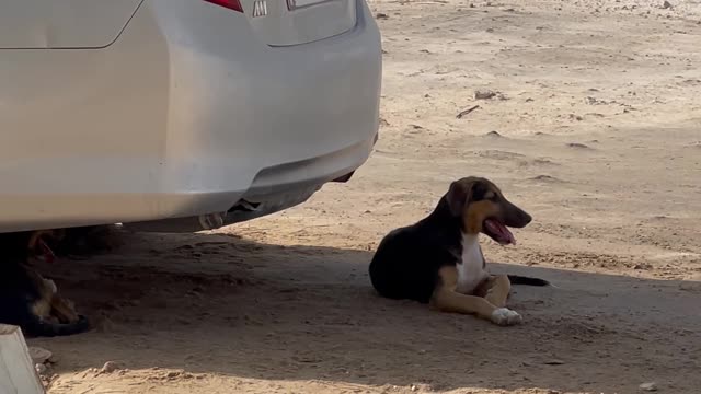 Dog protects from the scorching sun